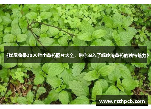《详尽收录3000种中草药图片大全，带你深入了解传统草药的独特魅力》