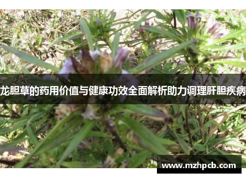 龙胆草的药用价值与健康功效全面解析助力调理肝胆疾病